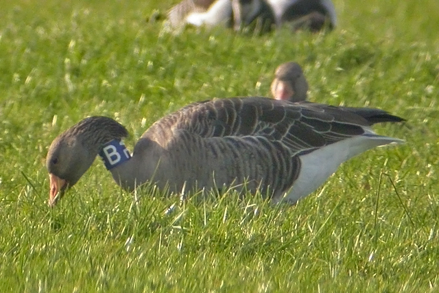 Grauwe Gans